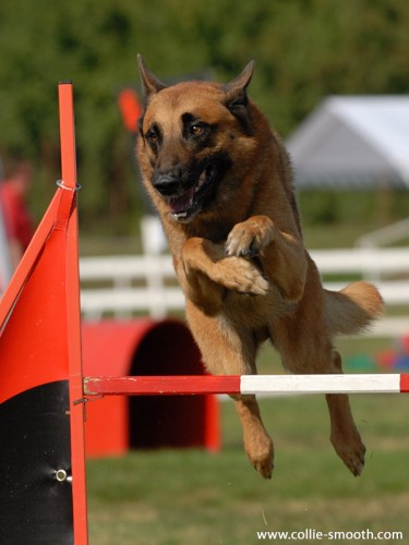 T�bor agility s mistryn� sv�ta ps� bez PP