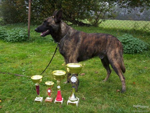 Holandsk� ov��k -posledn� voln� jedinci!