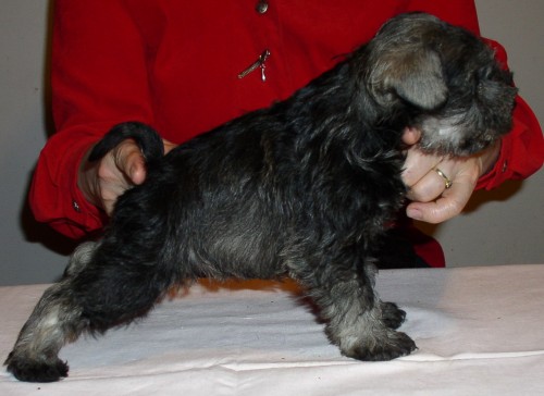 �t���tka, barva P+S z ojedin�l�ho spojen�