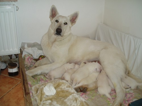 �vycarsky bily ov�ak