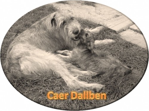 Irsk� vlkodav-�t��ata