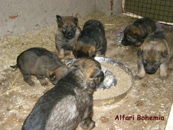 N�meck� ov��k - �t��ata s PP