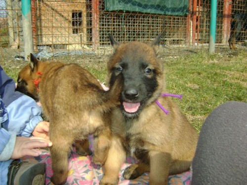 Belgick� ov��k malinois