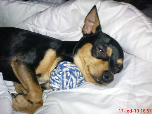 �ivava-nab�z�m kryt�