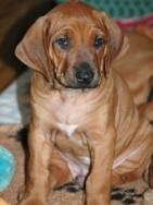 Rhod�sk� ridgeback