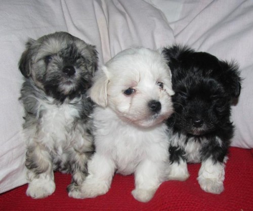 Bi�onek havansk�