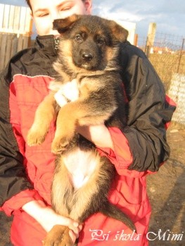 N�meck� ov��k