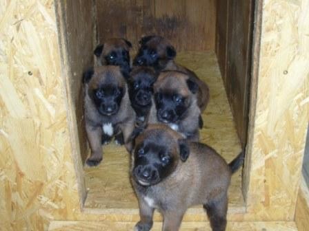 Belgick� ov��k Malinois - �t��ata