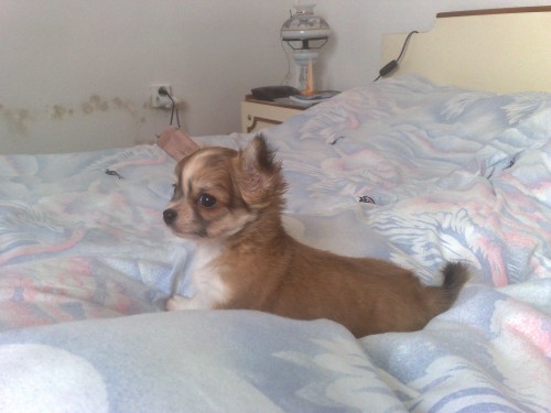 �ivava dlouhosrst� s Pp