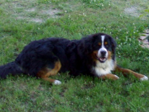 Nab�z�m ke kryt� Bernsk�ho sal. psa