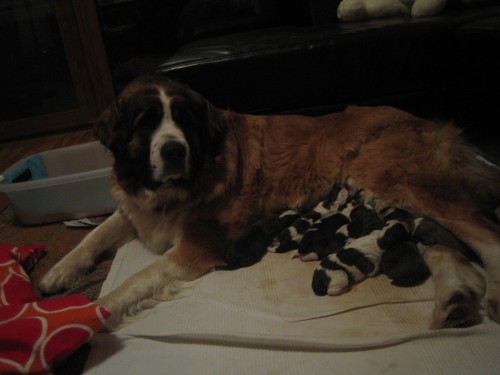 Walking stone moskev�ci