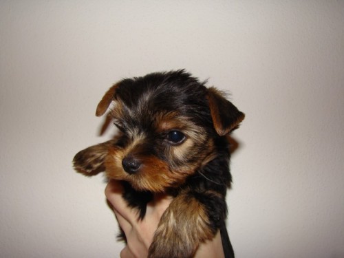 Jork��rsk� teri�r- MINI KLUCI!