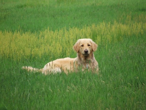 Hovawart �t��ata