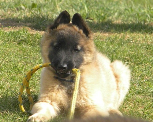 Belgick� ov��k-Tervueren-�t�n�