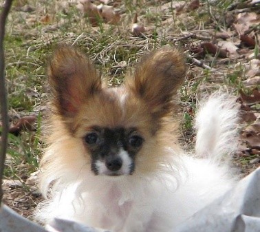 papillon , papilon , mot�lek