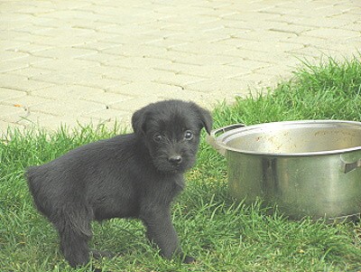 knira� st�edn� �ern�