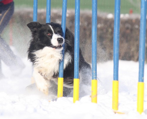 �t���tka border collie s PP