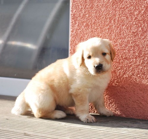 Plav� pejsek hovawarta s PP