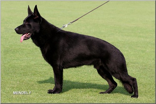 Zahrani�n� a �esk� kvalitn� spojen�