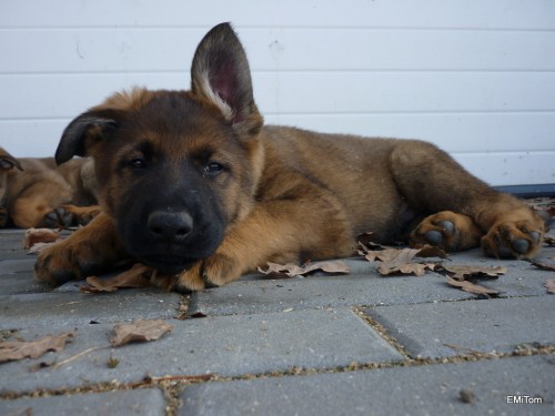 �t��ata n�meck�ho ov��ka s PP