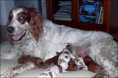 Irsk� �ervenob�l� setr