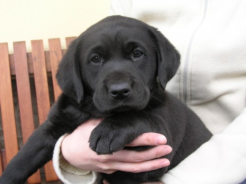 Labradorsk� retr�vr