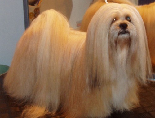 �t���tka lhasa-apso