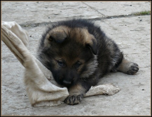 N�meck� ov��k - fenka