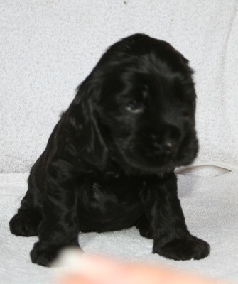 Anglick� kokr�pan�l