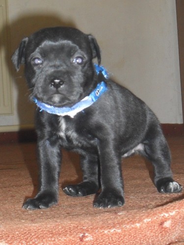 Zad�m �t���tka matka pracovn� �amp. a otec slovensk� �amp.