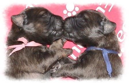 Leonberger - �t���tka s PP