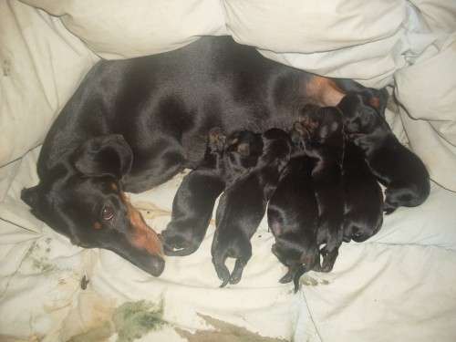 Trpasli�� hladkosrst� jezev��k bez PP