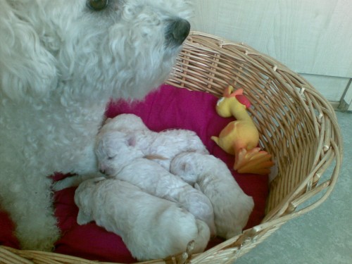 Bi�onek frise ,�t��ata