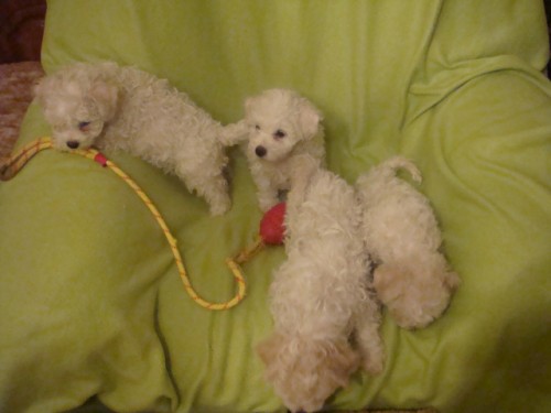 Bi�onek frise �t��ata s PP