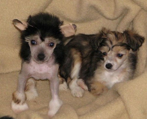 ��nsk� chocholat� pes