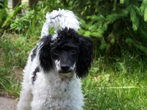 Hled�me �enicha - PUDL