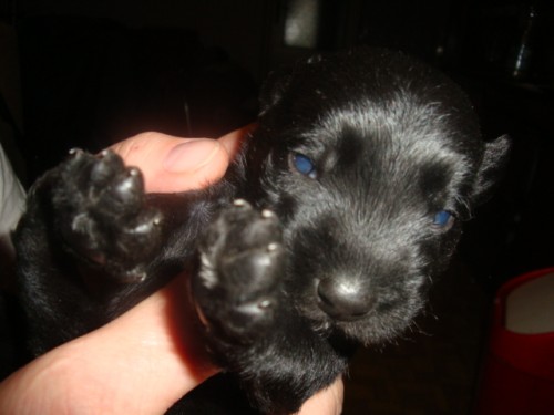 Kn�ra� st�edn� �ern�