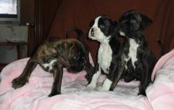 �t���tka N�meck�ho boxera s PP