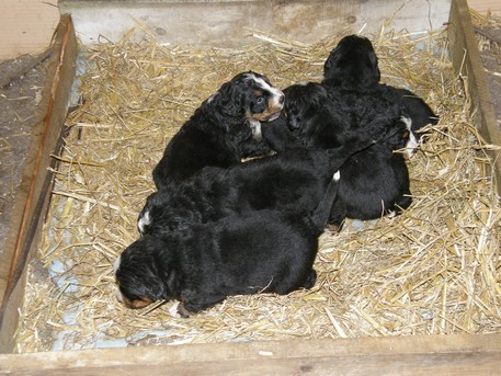 Bernsk� sala�nick� pes