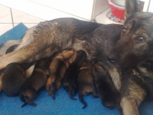 VELMI TMAV� ZBARVEN� -VLKO�ED�