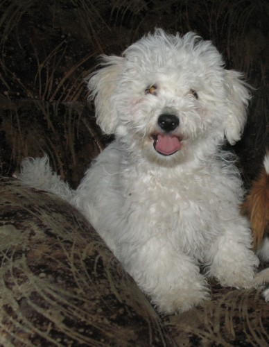 Bi�onek fris� s PP