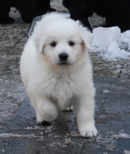 Slovensk� �uva�