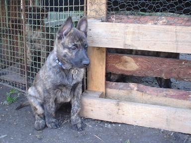 Holandsk� ov��k na v�cvik i v�stavy!