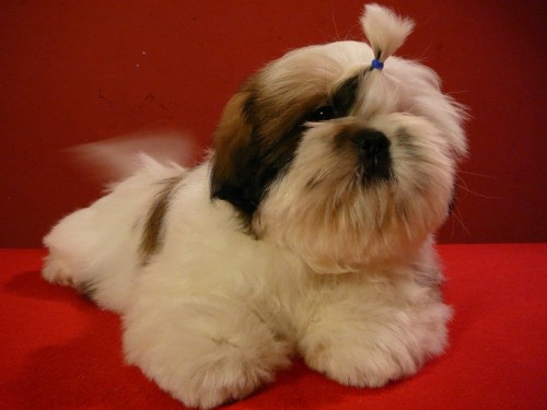  Posledn� voln� kluk Shih-tzu s PP
