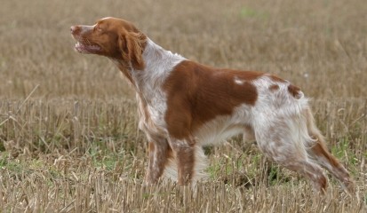 Breta�sk� oha� - �t��ata