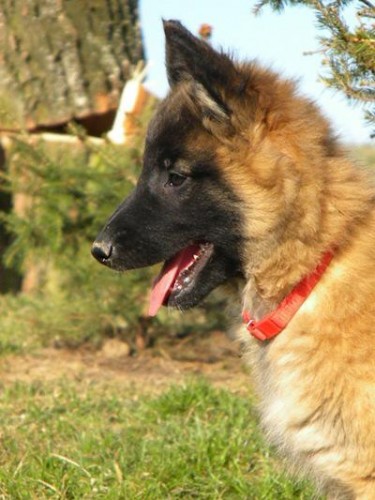 Belgick� ov��k-Tervueren