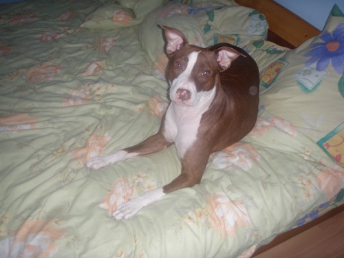 prod�m 2 letou kr�snou fenku 