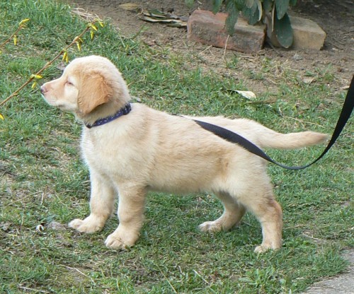 Hovawart - zad�me �t���tka s PP