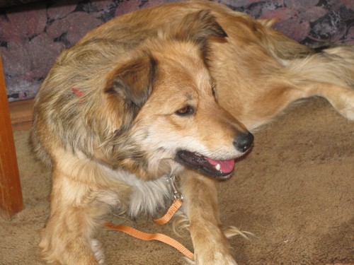 FENA K�͎ENCE BORDER KOLIE