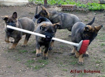 N�meck� ov��k - �t��ata s PP